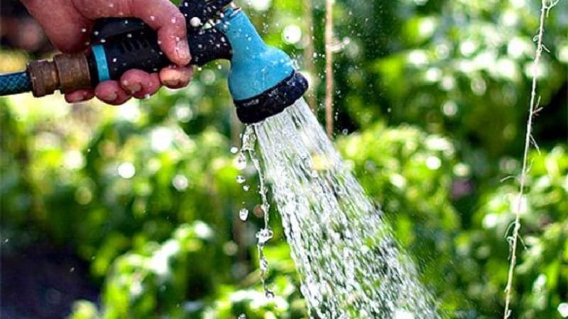How to water cucumbers in a polycarbonate greenhouse: instructions and basic rules