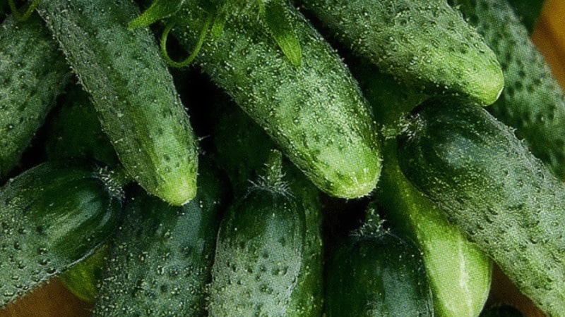 What is the calorie content of lightly salted cucumbers and can you eat them while losing weight?