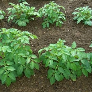 Mid-early potato variety Charodey from domestic breeders