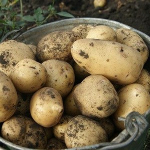 Mid-early potato variety Charodey from domestic breeders