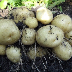 Mid-early potato variety Charodey from domestic breeders