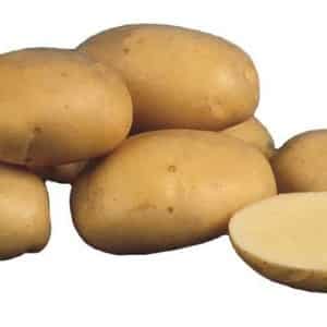 Mid-early potato variety Charodey from domestic breeders