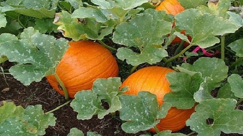 Harvesting on time: when to harvest a pumpkin and how to determine its ripeness in the garden