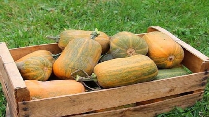 Harvesting on time: when to harvest a pumpkin and how to determine its ripeness in the garden