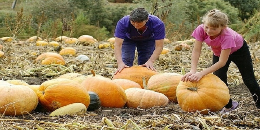 Harvesting on time: when to harvest a pumpkin and how to determine its ripeness in the garden