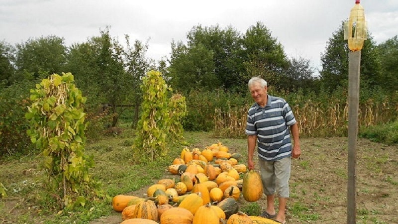 Harvesting on time: when to harvest a pumpkin and how to determine its ripeness in the garden