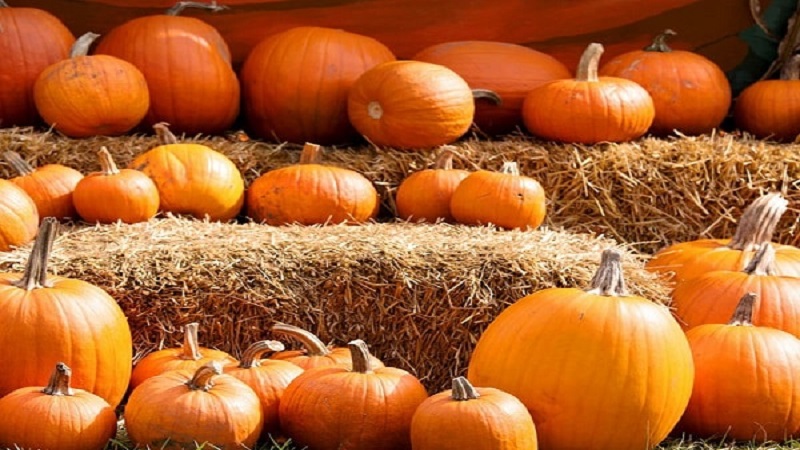 Harvesting on time: when to harvest a pumpkin and how to determine its ripeness in the garden