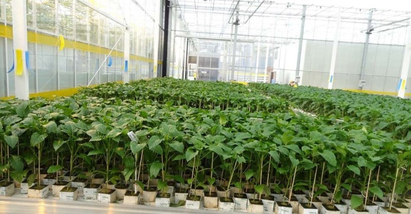 When and how to plant peppers in a greenhouse correctly: step-by-step instructions for beginning gardeners