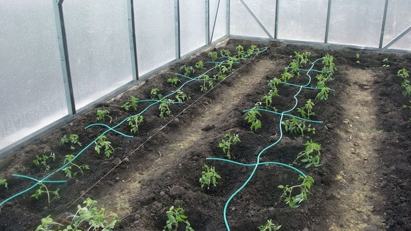 When and how to plant peppers in a greenhouse correctly: step-by-step instructions for beginning gardeners