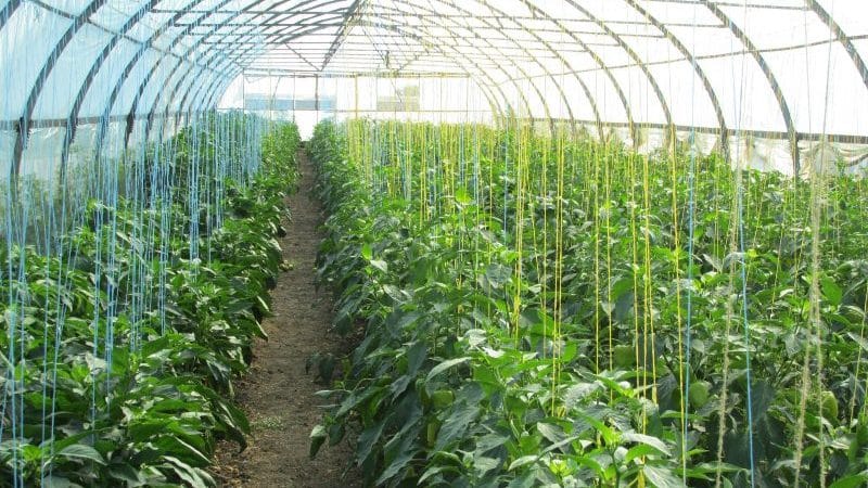 When and how to plant peppers in a greenhouse correctly: step-by-step instructions for beginning gardeners