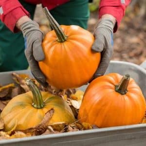 How to store cut pumpkin at home: the best methods and periods for storing fresh vegetables
