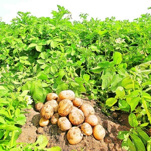 Unpretentious in care and high-yielding potato variety Agata