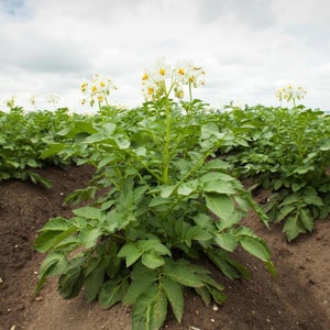 Unpretentious in care and high-yielding potato variety Agata