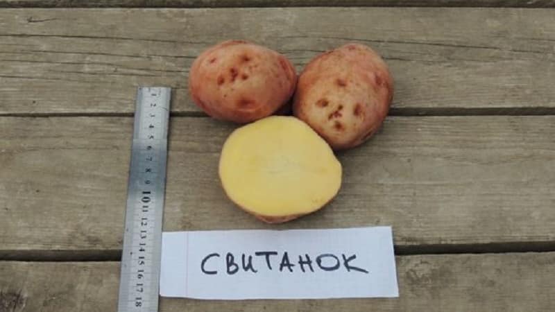 A popular potato variety with excellent taste and good keeping quality Kyiv Svitanok