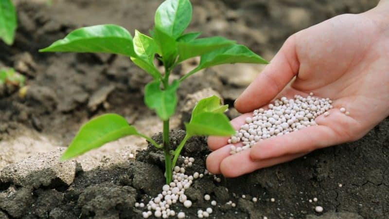 How to feed peppers during flowering and fruiting in a greenhouse to obtain a record harvest