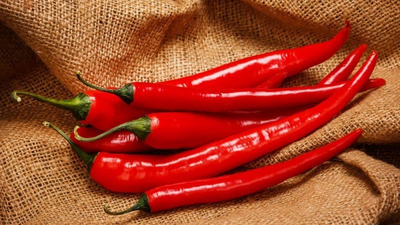 How to feed peppers during flowering and fruiting in a greenhouse to obtain a record harvest