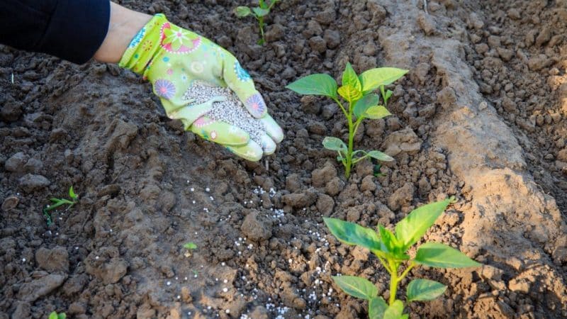 How to feed peppers during flowering and fruiting in a greenhouse to obtain a record harvest