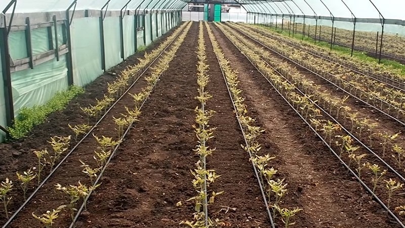 Let's figure out what to do if tomatoes burn in a greenhouse - how to save your harvest