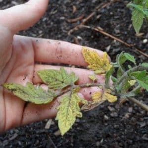 Let's figure out what to do if tomatoes burn in a greenhouse - how to save your harvest