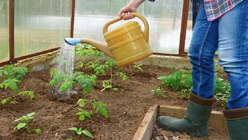 Let's figure out what to do if tomatoes burn in a greenhouse - how to save your harvest