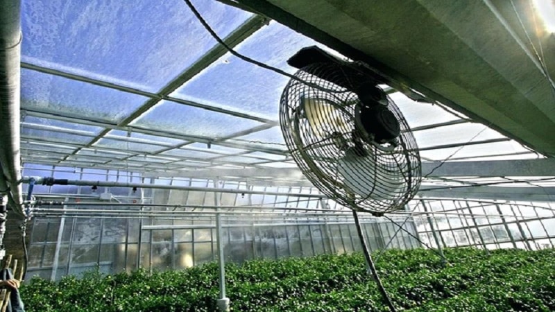Let's figure out what to do if tomatoes burn in a greenhouse - how to save your harvest