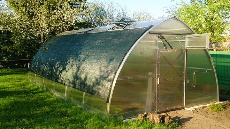 Let's figure out what to do if tomatoes burn in a greenhouse - how to save your harvest