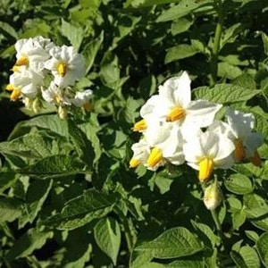Popular and consistently productive Impala potato variety from Dutch breeders