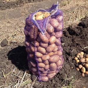 Popular and consistently productive Impala potato variety from Dutch breeders