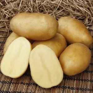 Popular and consistently productive Impala potato variety from Dutch breeders