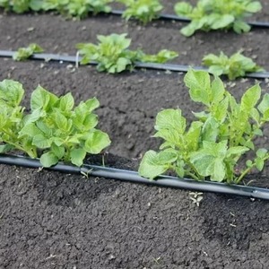 Drought-resistant and unpretentious potato variety Meteor: description and characteristics