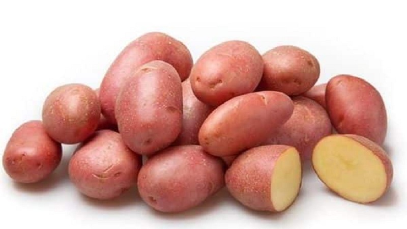 Unpretentious but productive red potato variety Labella