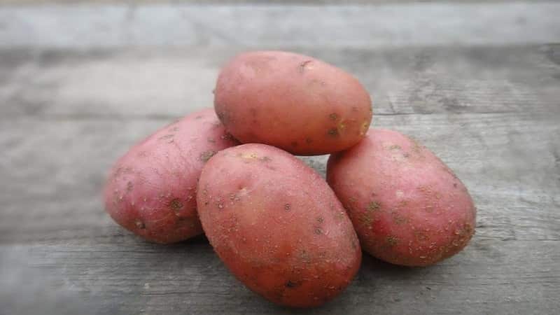 Unpretentious but productive red potato variety Labella