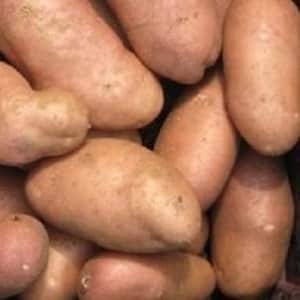 The legendary American potato variety, time-tested and adored by farmers
