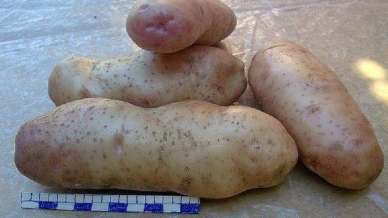 The legendary American potato variety, time-tested and adored by farmers