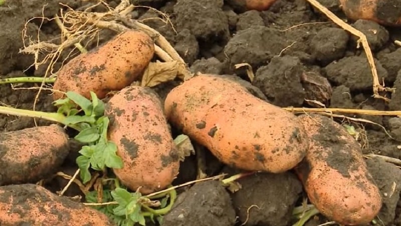 The legendary American potato variety, time-tested and adored by farmers