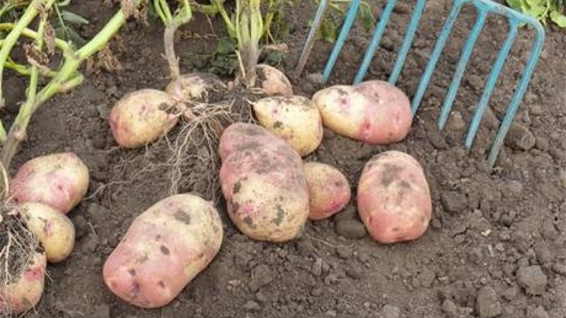 The legendary American potato variety, time-tested and adored by farmers