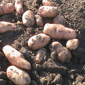 The legendary American potato variety, time-tested and adored by farmers
