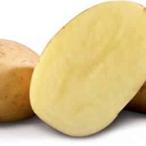 Drought-resistant and productive potato variety Labadia: description and characteristics