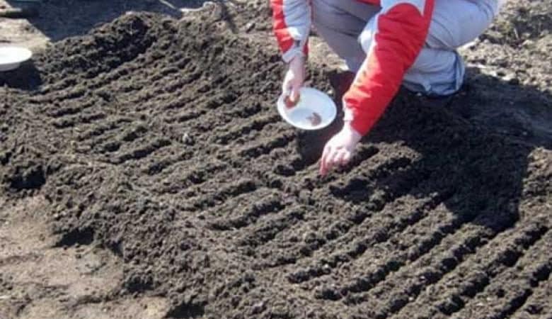 How to plant radishes correctly: instructions for beginner gardeners