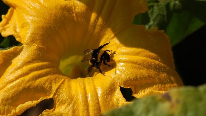 What to do when a pumpkin does not bloom and why this happens