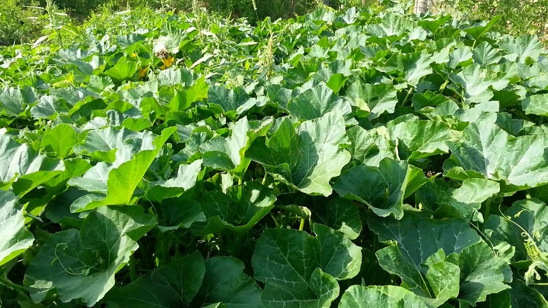 What to do when a pumpkin does not bloom and why this happens