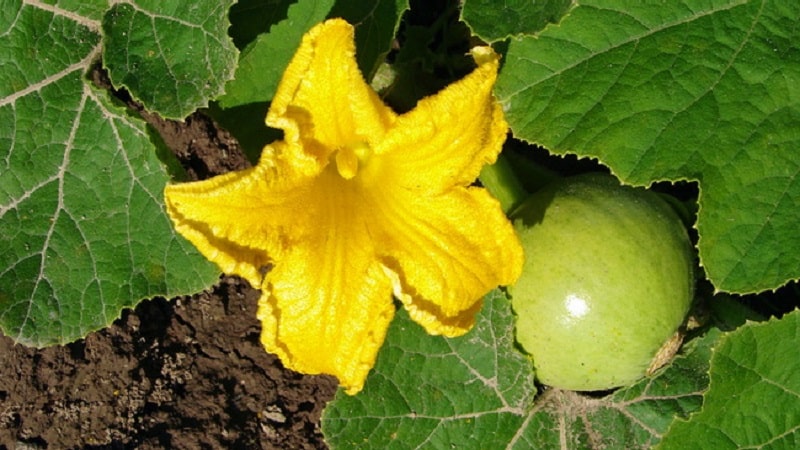 What to do when a pumpkin does not bloom and why this happens
