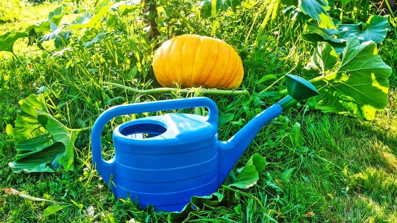 What to do when a pumpkin does not bloom and why this happens