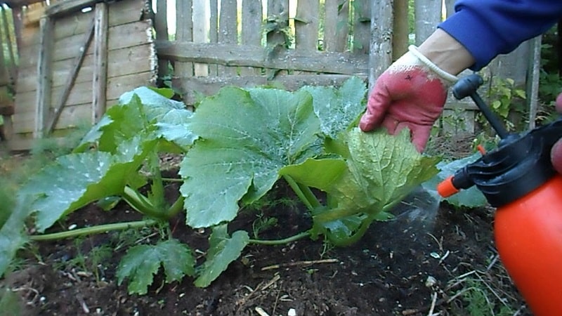What to do when a pumpkin does not bloom and why this happens