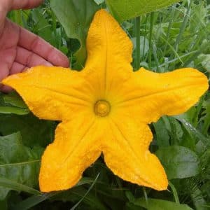 What to do when a pumpkin does not bloom and why this happens