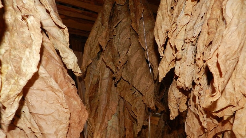 How to ferment tobacco at home: the best ways