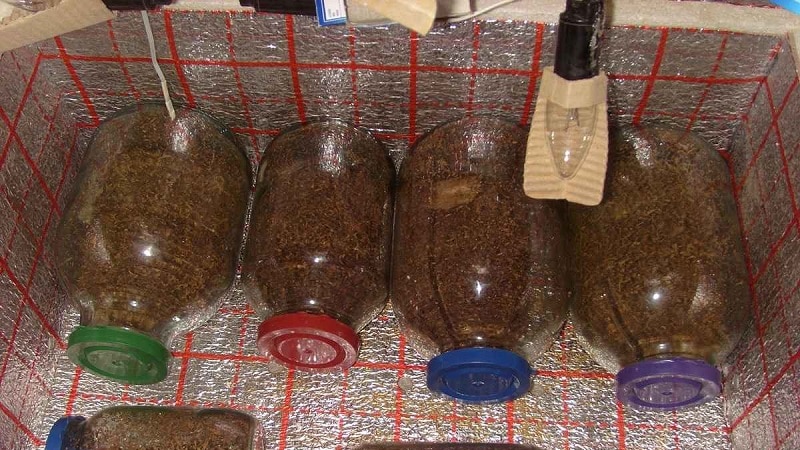 How to ferment tobacco at home: the best ways