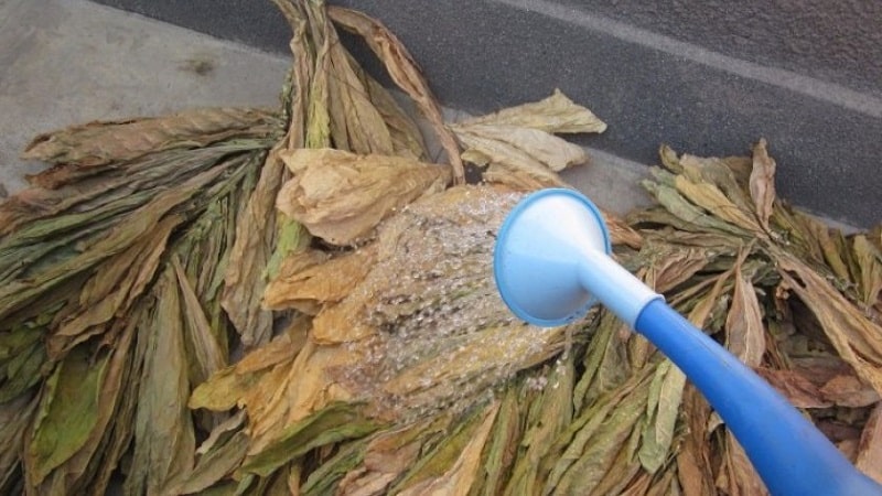 How to ferment tobacco at home: the best ways