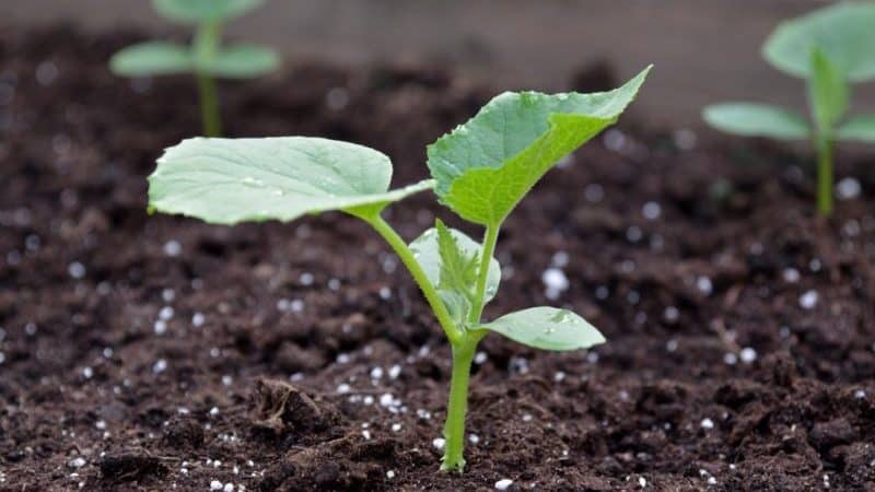 Step-by-step instructions for planting cucumbers in the ground