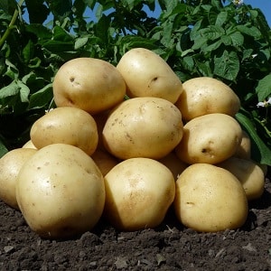 Mid-season unpretentious potato variety Arizona: description of the variety, advantages and disadvantages